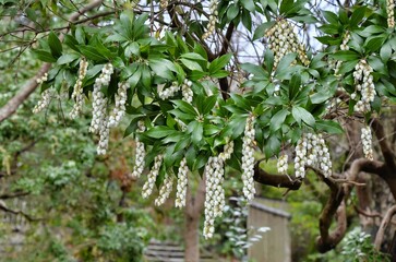 Pieris japonica, the Japanese andromeda or Japanese pieris, is a species of flowering plant in the heath family Ericaceae.