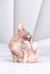 A bald sphinx cat scratches itself with its paw. A hairless cat sits on a bed and scratches its...