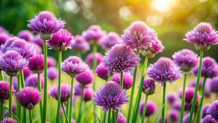 Fototapeta premium A field of vibrant purple wildflowers illuminated by the warm glow of the setting sun, creating a breathtaking scene of natural beauty.