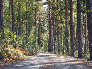 Obraz premium Road in a forest. Pine forest. Photo