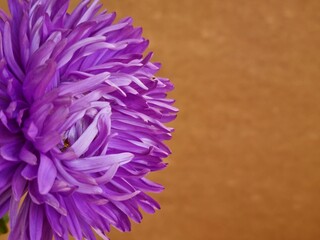Beautiful delicate petals of purple chrysanthemum flower on brown background
