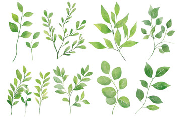 Collection of watercolor green leaves on branches. Perfect for natural-themed designs, wedding invitations, and botanical illustrations.