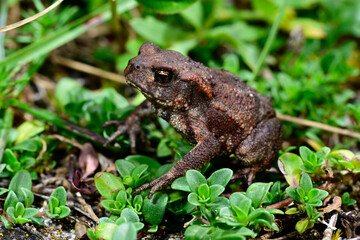 Erdkröte // Common Toad (Bufo bufo) - Blidinje Naturpark, Bosnien-Herzegowina 