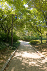 Fototapeta premium Beautiful Green trees in a city park, on a sunny day, Yeouido Park in Seoul, Korea, for a background