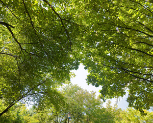 Beautiful Green trees in a city park, on a sunny day, Yeouido Park in Seoul, Korea, for a background