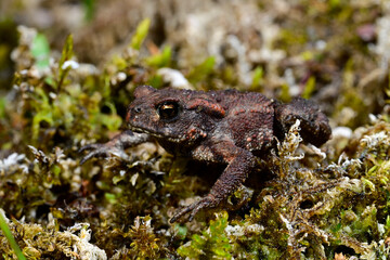 Common Toad // Erdkröte (Bufo bufo) 