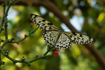 A close up of a Tree Nymph butterfly resting on a plant with red flowers