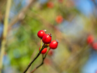 Close-up of three red rose hips on a branch. The berries are ripe and ready to pick.