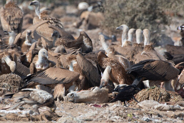 Eurasian griffon vulture or Gyps fulvus at Jorbeer in Rajasthan, India