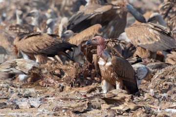 Eurasian griffon vulture or Gyps fulvus at Jorbeer in Rajasthan, India