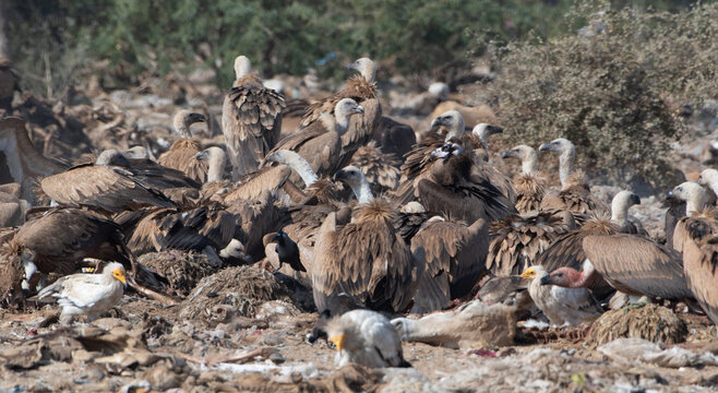 Eurasian griffon vulture or Gyps fulvus at Jorbeer in Rajasthan, India