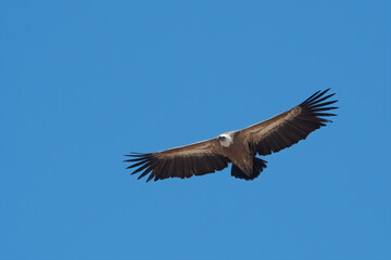 Eurasian griffon vulture or Gyps fulvus in flight at Jorbeer in Rajasthan, India