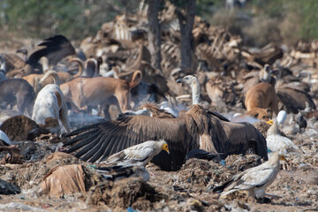 Eurasian griffon vulture or Gyps fulvus at Jorbeer in Rajasthan, India