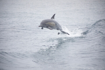 dolphin jumping out of the water close up