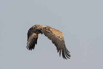Eurasian griffon vulture or Gyps fulvus in flight at Jorbeer in Rajasthan, India