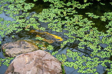 A Fish in a Pond
