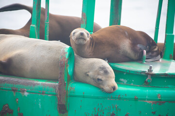 Fototapeta premium sea lions resting on green ocean buoy