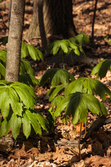 Mayapples in late April within the Pike Lake Unit, Kettle Moraine State Forest, Hartford, Wisconsin