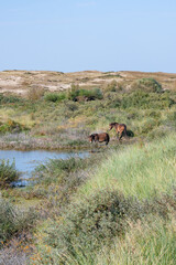 Wild horses at a small lake in a dune landscape