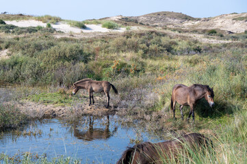 Wild horses at a small lake in a dune landscape