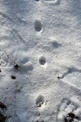 Animal tracks in the snow