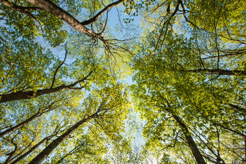 In early May, looking up into the maple canopy into the morning sky within the Pike Lake Unit, Kettle Moraine State Forest, Hartford, Wisconsin. 