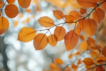 Vivid orange autumn leaves hang delicately on a branch, evoking the warm, nostalgic essence of fall.