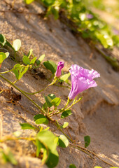 Ipomoea piscaena, morning glory, wild climbing plant. Ipomoea biloba flower on a sandy beach. Contains substances with antihistamine action, suppresses jellyfish poison and insect bites.