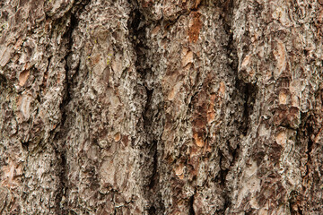 Close-up of white pine bark, of an old white pine located on the eastern shoreline of Trout Lake, in Vilas County, near Boulder Junction, Wisconsin