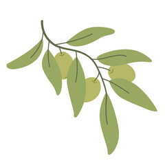 Olive branch with leaves and fruits.Green olive on a branch with leaves.Mediterranean health food.Isolated on white background.Vector illustration.