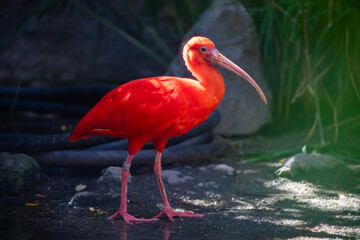 scarlet ibis close up side view