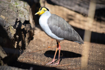 masked lapwing bird close up