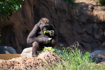 female gorilla eating lettuce horizontal portrait © Alyssa