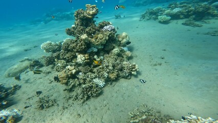 Amphiprion bicinctus - Two-striped clownfish. Two-striped clownfish hiding in an anemone in the corals of the Red Sea. Two-striped clownfish snorkeling in the Red Sea.