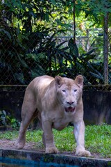Lion in the zoo