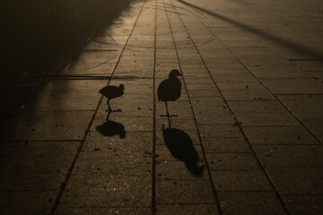 Silhouette of a pair of seagulls on the pavement