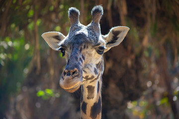 horizontal portrait of a giraffe
