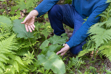 Naklejka premium Herbalist crouches in a lush forest, pointing out a vibrant burdock plant, showcasing its beauty and importance in alternative medicine. Selective focus