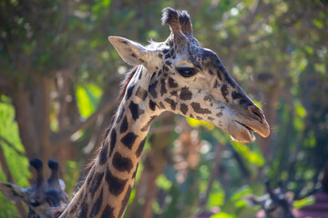 close up of a giraffe side view