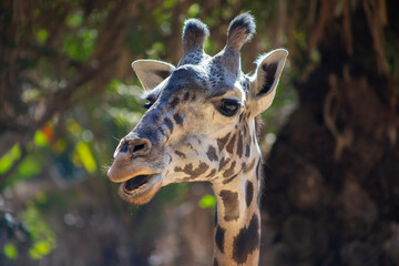 portrait of a giraffe with mouth open