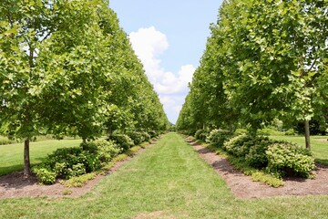 The rows of trees in the field on a sunny day.