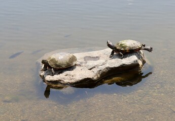 A close view of the turtles on the rock in the pond.