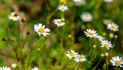 Pharmaceutical chamomile flowers growing in nature. Medicinal plant