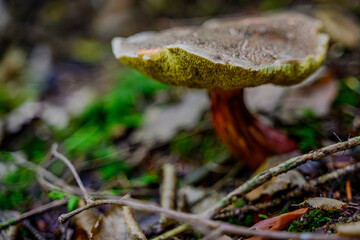 Nahaufnahme eines Pilzes im Herbstwald