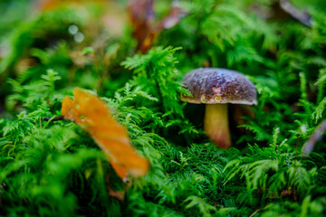 Nahaufnahme eines Pilzes im Herbstwald
