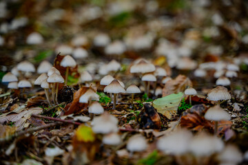 Pilze am Waldboden
