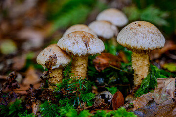 Pilze am Waldboden