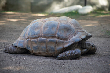 Obraz premium tortoise laying on the ground