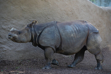 Obraz premium rhinoceros walking side view