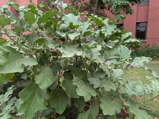 Peaceful Pathway Surrounded by Verdant Trees, Flowers, Plants photography, plants landscape images, high quality images